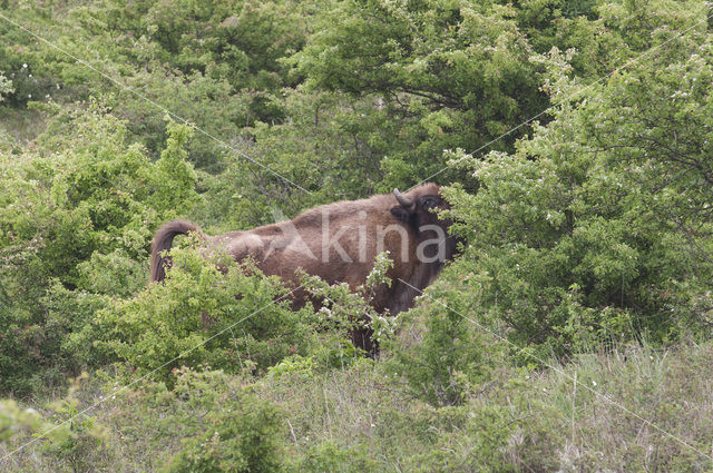 Wisent (Bison bonasus)