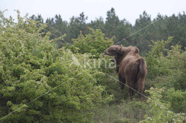 European Bison