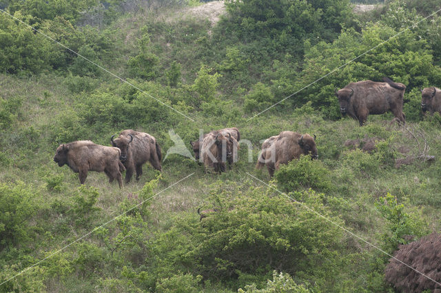 European Bison