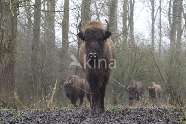 Wisent (Bison bonasus)