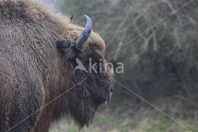 European Bison