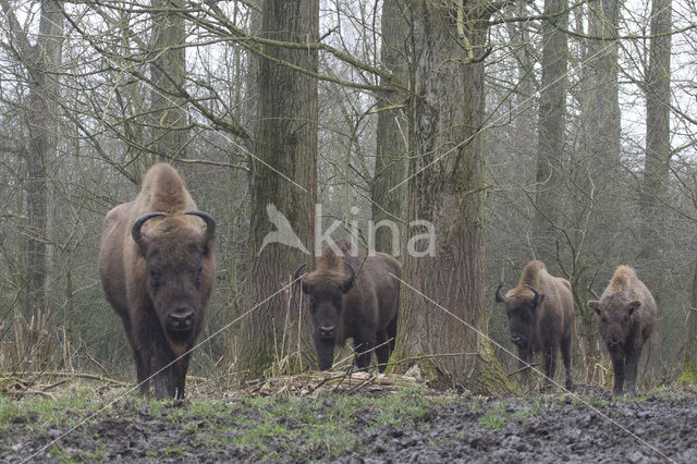 European Bison