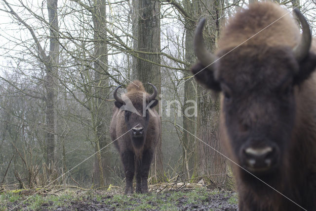 European Bison