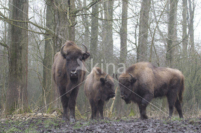 European Bison