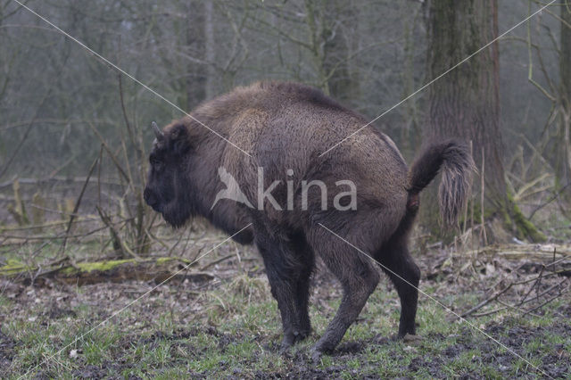 Wisent (Bison bonasus)