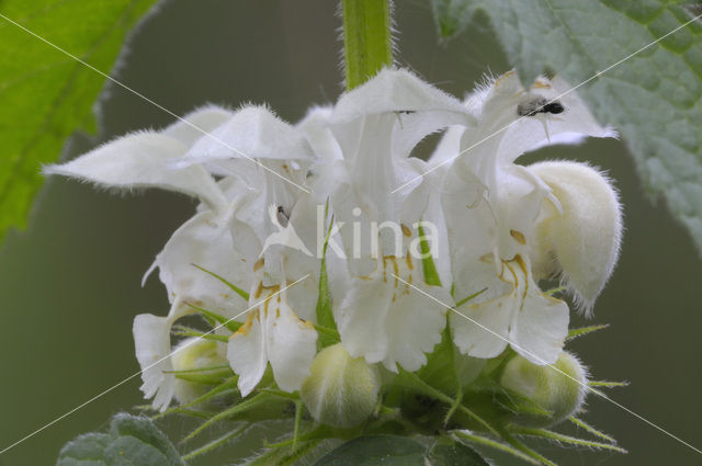 White Dead-nettle (Lamium album)