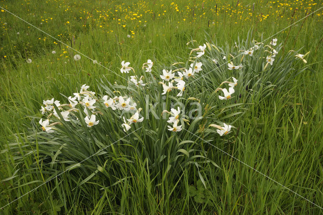 Pheasant’s-eye Daffodil (Narcissus poeticus)