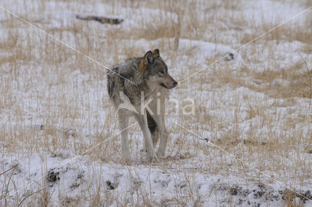 Wolf (Canis lupus)
