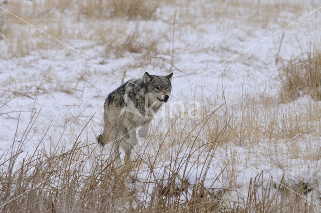 Wolf (Canis lupus)