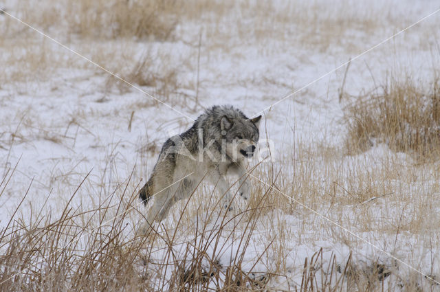 Grey Wolf (Canis lupus)