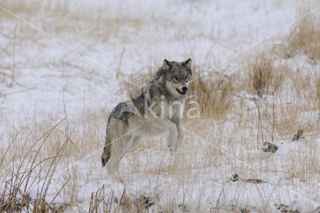 Grey Wolf (Canis lupus)