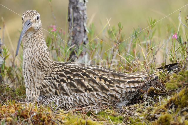 Eurasian Curlew (Numenius arquata)