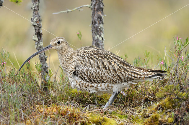 Eurasian Curlew (Numenius arquata)