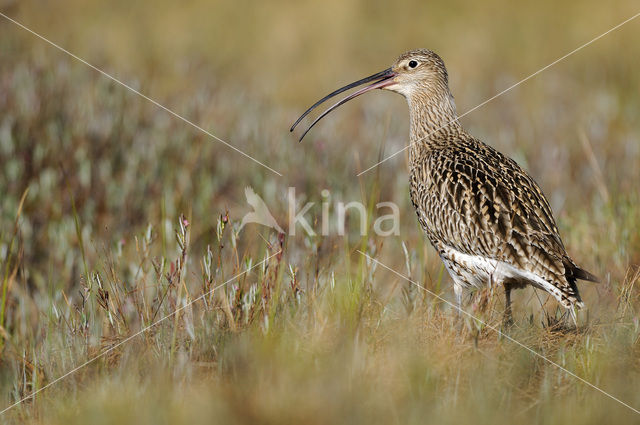 Eurasian Curlew (Numenius arquata)