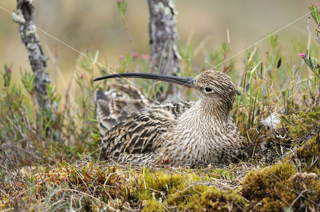 Eurasian Curlew (Numenius arquata)