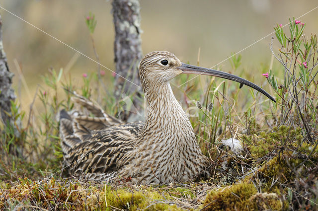 Eurasian Curlew (Numenius arquata)