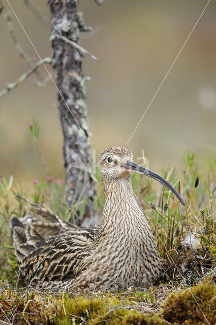 Wulp (Numenius arquata)