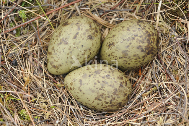 Eurasian Curlew (Numenius arquata)