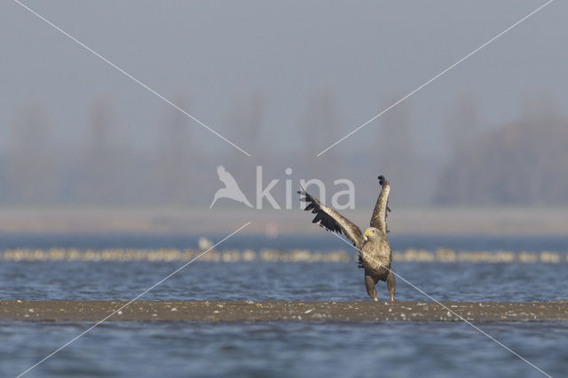 Zeearend (Haliaeetus albicilla)