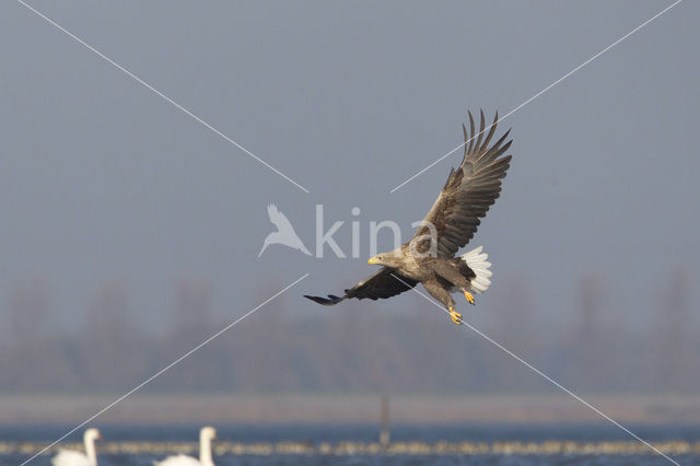 Zeearend (Haliaeetus albicilla)