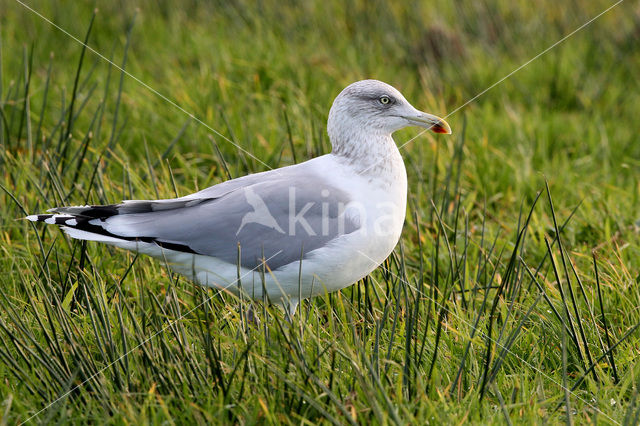 Herring Gull (Larus argentatus)