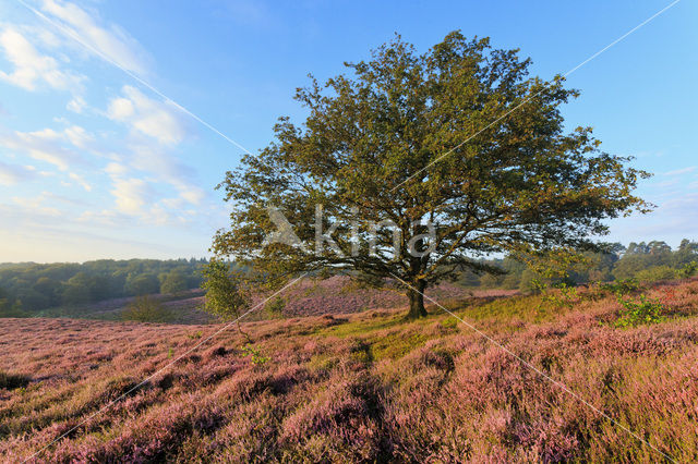 Zomereik (Quercus robur)