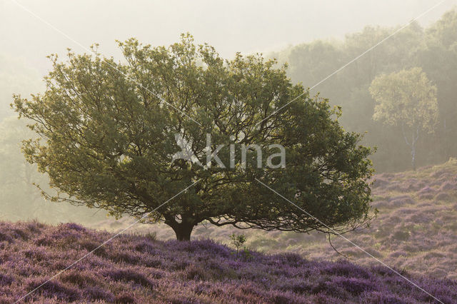 Zomereik (Quercus robur)