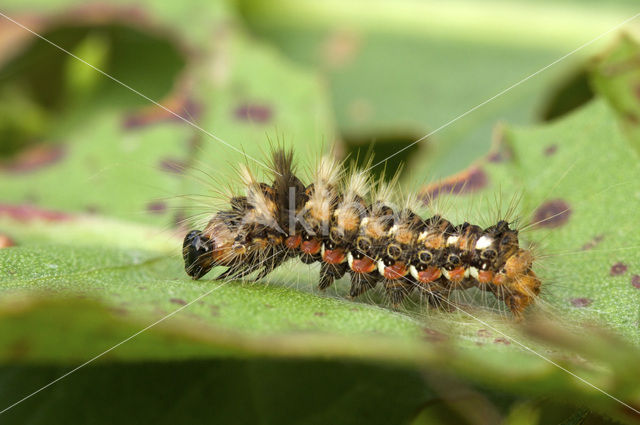 Knot Grass (Acronicta rumicis)