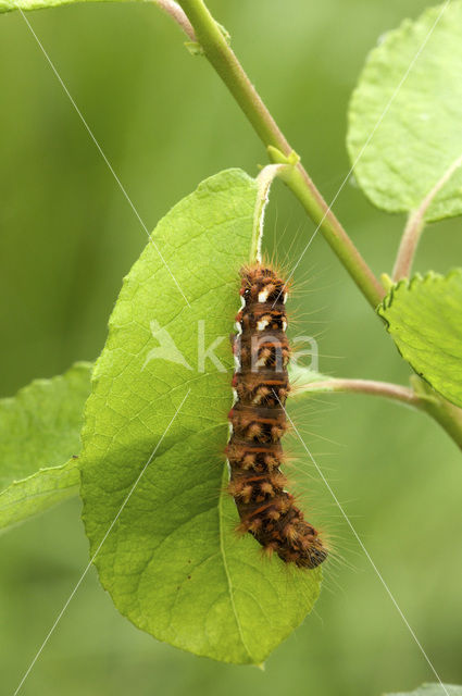 Knot Grass (Acronicta rumicis)