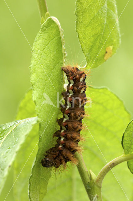 Knot Grass (Acronicta rumicis)