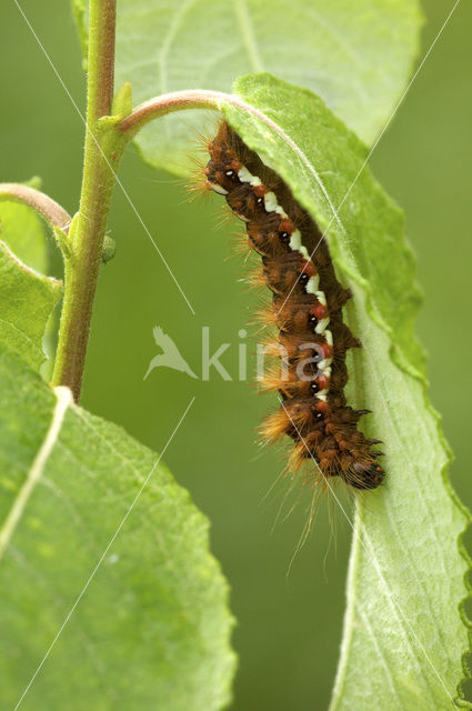 Knot Grass (Acronicta rumicis)