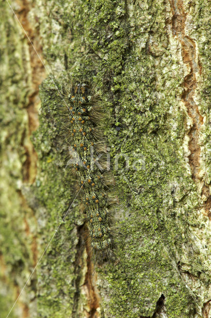 Red-necked Footman (Atolmis rubricollis)