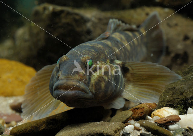 round goby (Neogobius melanostomus)