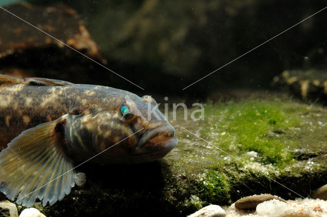 round goby (Neogobius melanostomus)