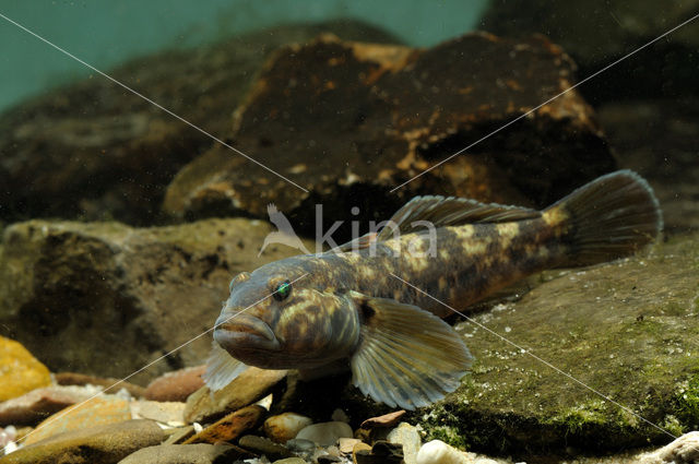 Zwartbekgrondel (Neogobius melanostomus)