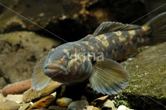 Zwartbekgrondel (Neogobius melanostomus)