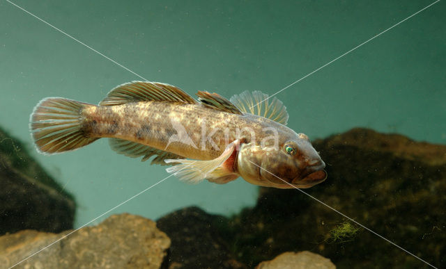 round goby (Neogobius melanostomus)