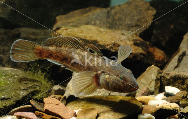 Zwartbekgrondel (Neogobius melanostomus)