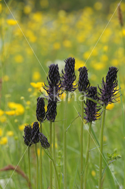 Zwartblauwe rapunzel (Phyteuma spicatum ssp.nigrum)