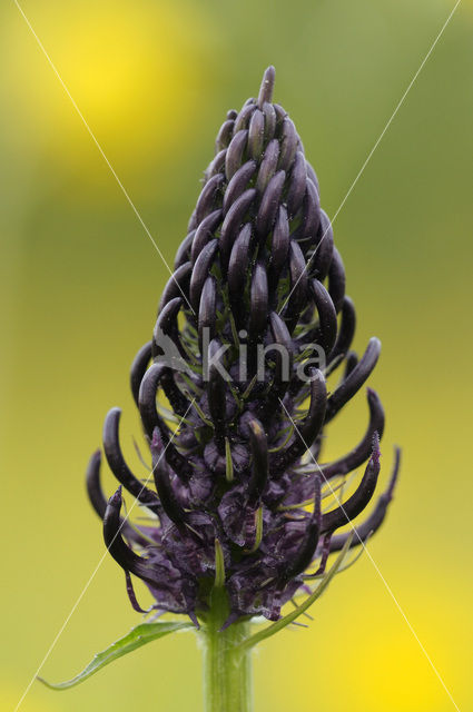 Black-horned Rampion (Phyteuma spicatum ssp.nigrum)