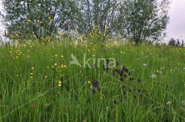 Black-horned Rampion (Phyteuma spicatum ssp.nigrum)