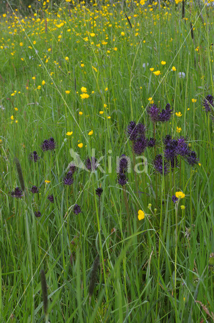 Zwartblauwe rapunzel (Phyteuma spicatum ssp.nigrum)