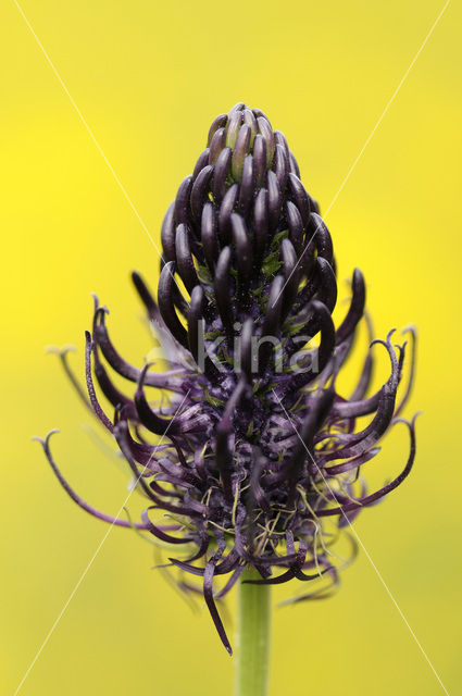 Black-horned Rampion (Phyteuma spicatum ssp.nigrum)