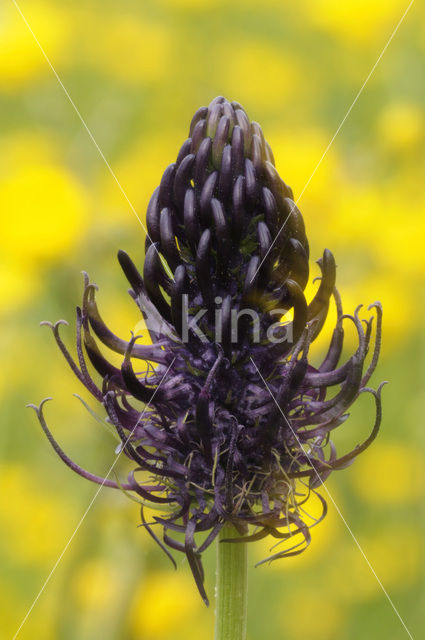 Zwartblauwe rapunzel (Phyteuma spicatum ssp.nigrum)