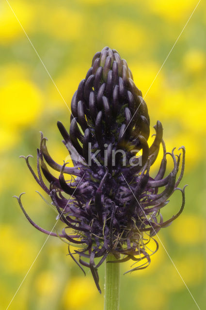 Black-horned Rampion (Phyteuma spicatum ssp.nigrum)