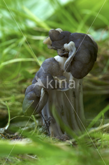 Elfin Saddle (Helvella lacunosa)