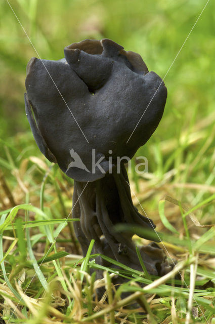 Elfin Saddle (Helvella lacunosa)