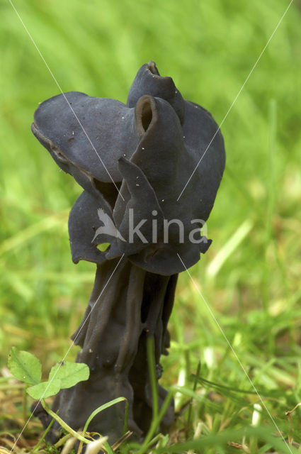 Elfin Saddle (Helvella lacunosa)
