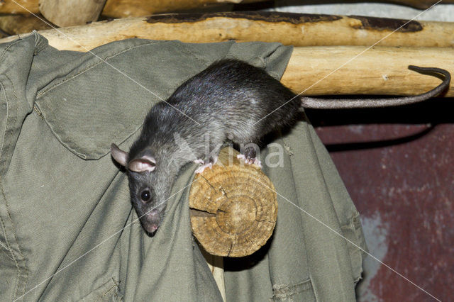 Zwarte rat (Rattus rattus)