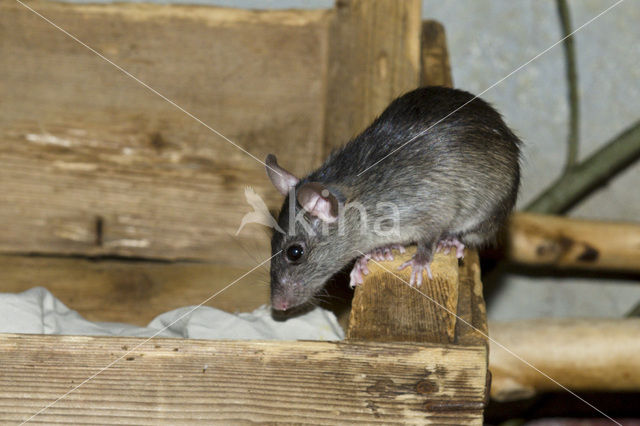 Zwarte rat (Rattus rattus)